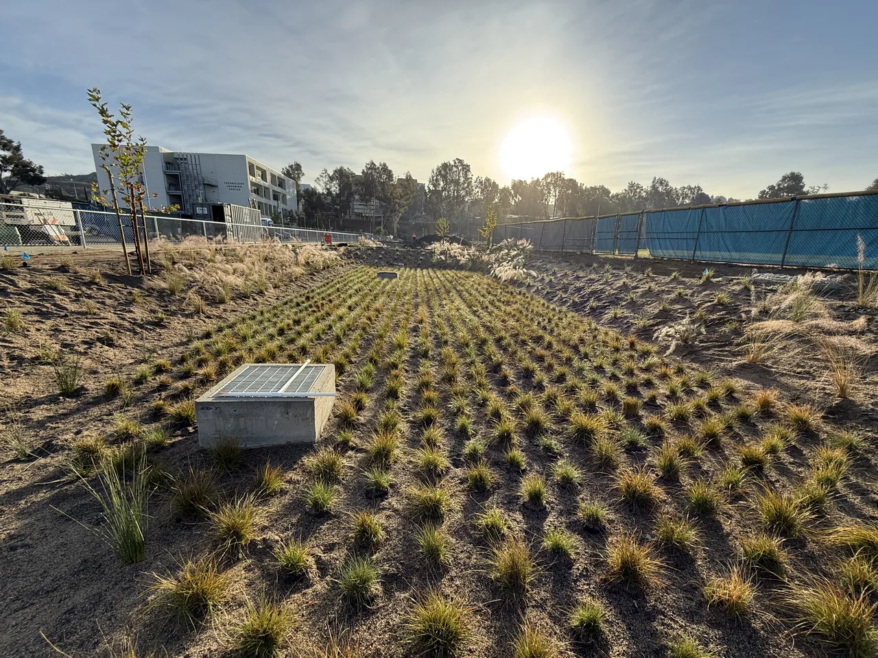 Green stormwater infrastructure planting at an Olaunu project site