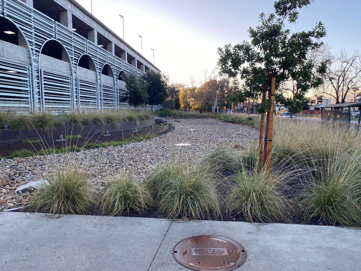 Completed South Arroyo planting at Los Angeles Mission College