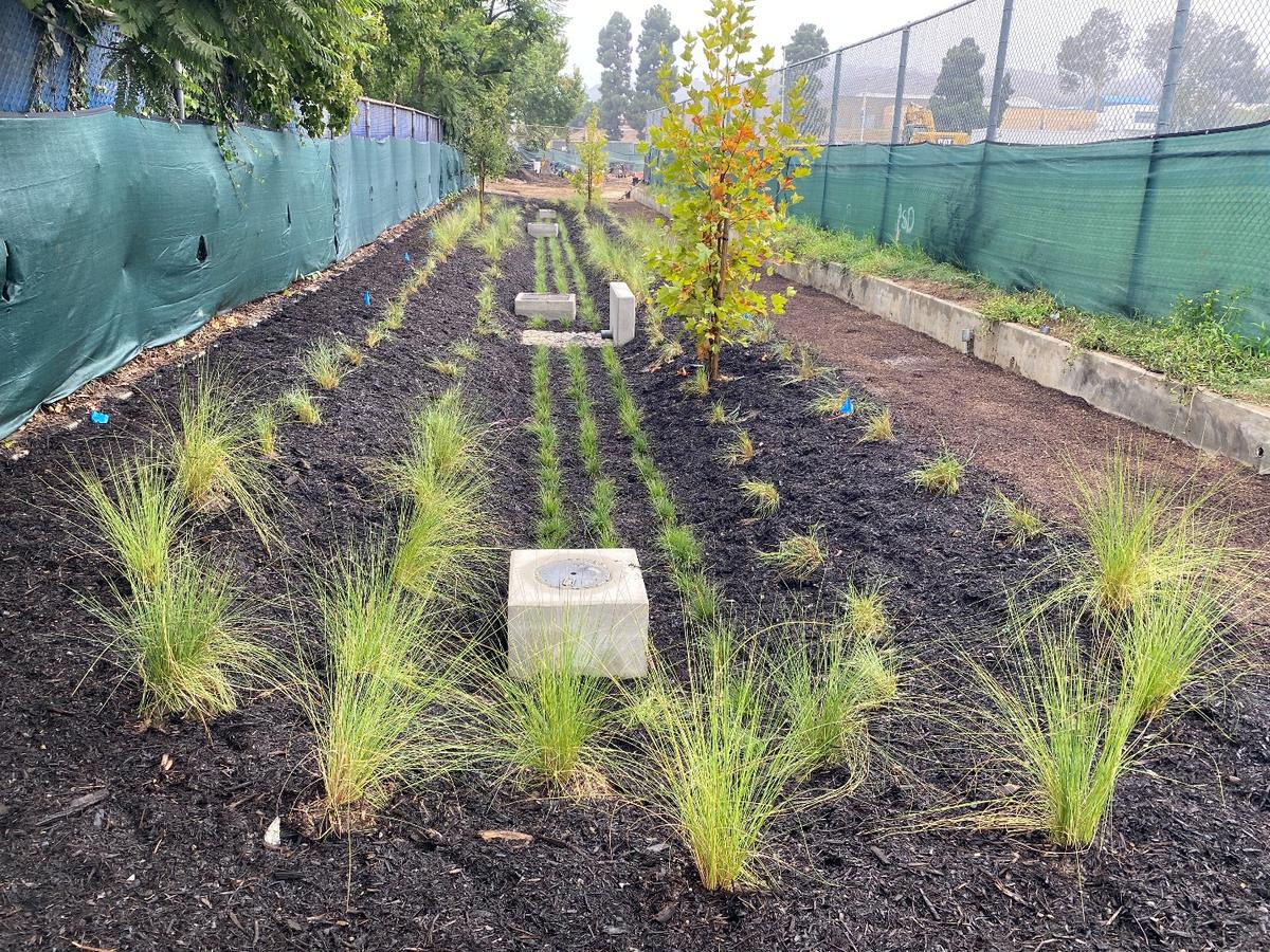 Newly planted bioretention basin beside the baseball field at West Los Angeles College