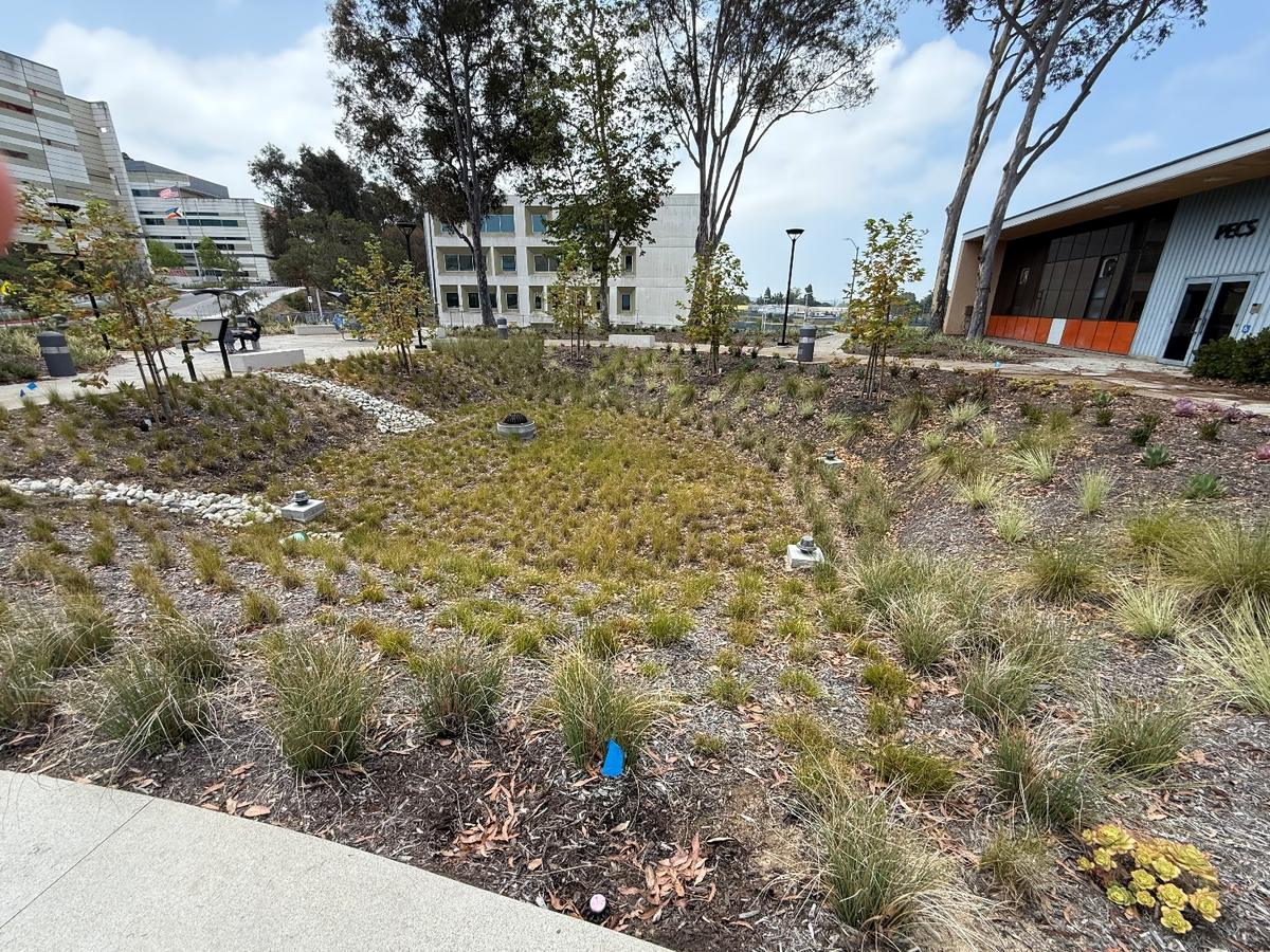 Plaza with a bioretention system at its center at West Los Angeles College
