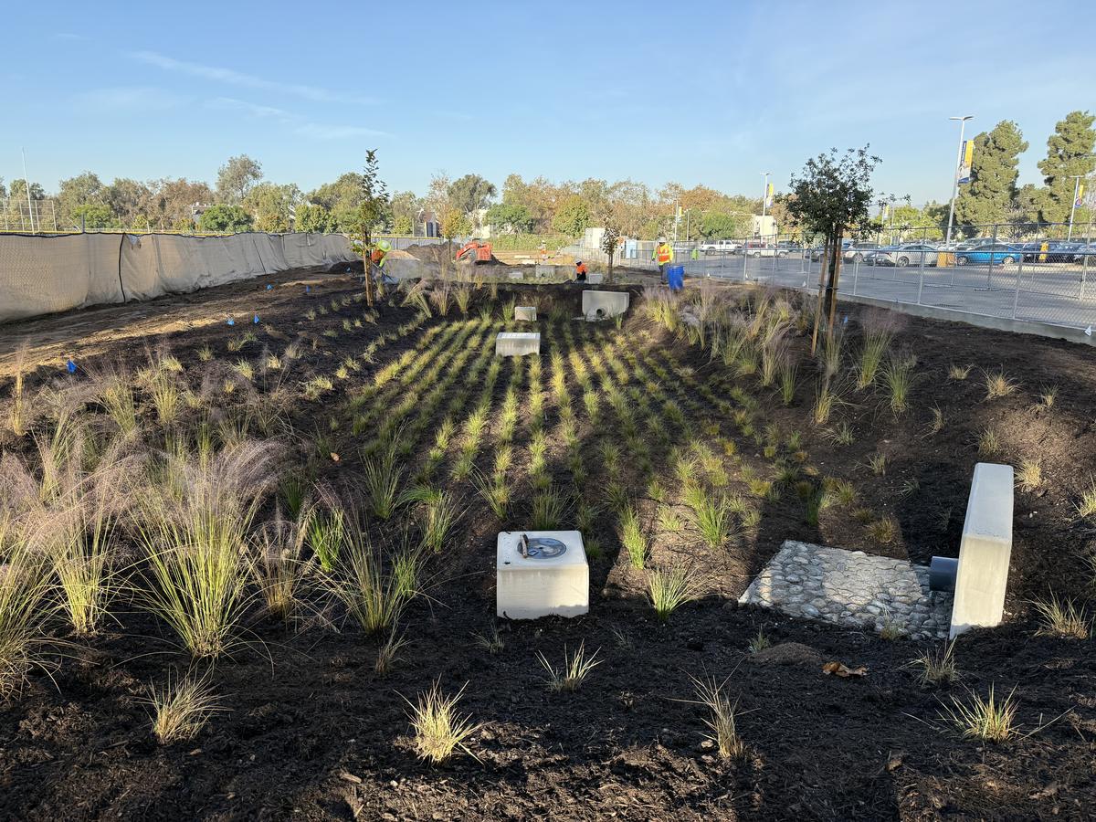 Newly planted bioretention basin next to Parking Lot 5 at West Los Angeles College